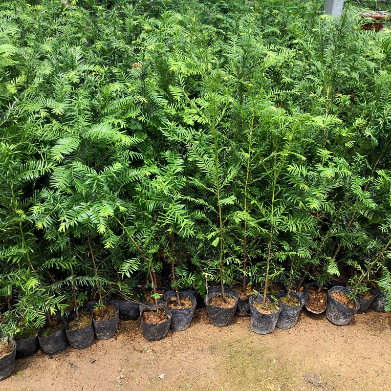高档南方红豆杉树苗结栽盆景配公室绿植g花卉大型庭院公母搭办ins