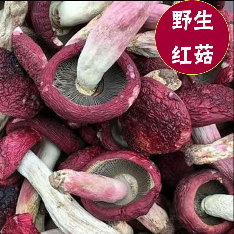 特级红蓝底香菇片大脚菌红蘑菇菌菇福建武夷山月子菇干货500g