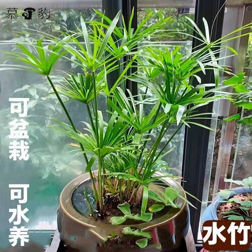 水竹风车草水生水棕竹鱼缸水池塘造景旱伞草水培植物龟水竹盆栽