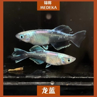 观背青鳉鱼龙蓝青锵侧观品种新手可孵化不打氧冷水淡水小型群游