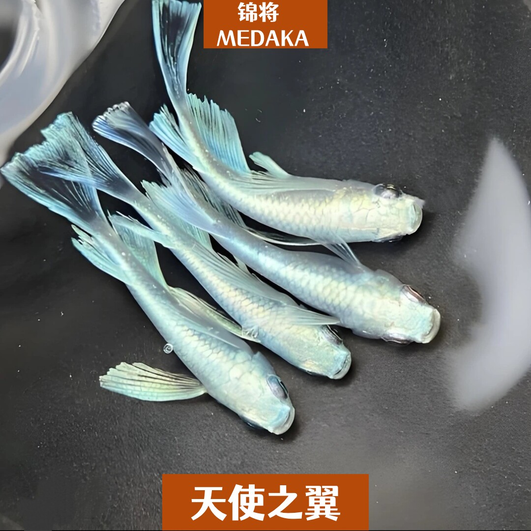 锦鳉天使之翼观背青鳉纯种活体图片
