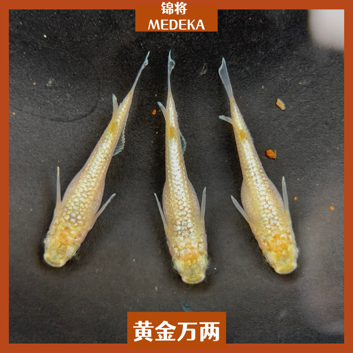 观背青鳉鱼黄金万两观赏鱼青鳉淡水冷水群游鱼繁殖组好养活草缸