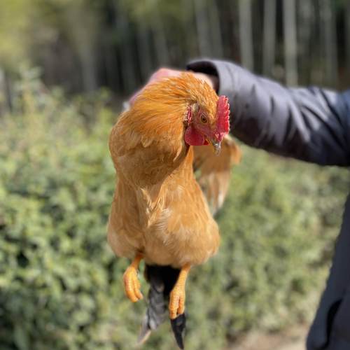 九华山高山农家散养现杀土童子鸡