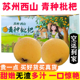 苏州西山青种枇杷【空运-多地次日达】大五星琵琶端午节送礼水果