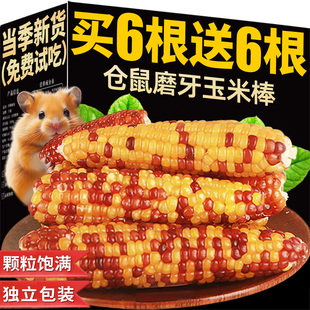 仓鼠粮食小玉米磨牙棒零食洁金丝熊荷兰猪龙猫齿豚鼠兔子互动食物