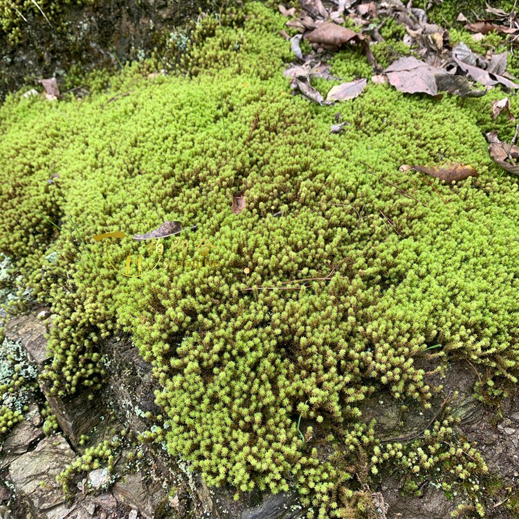 秦岭遇水则活野蛮生长苔藓花盆装饰土壤表面覆盖造景专用一拍即合