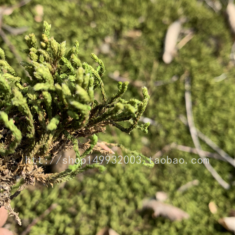 一拍即合花盆表面泥土覆盖装饰绿植天然苔藓蕨类植物见水就能活