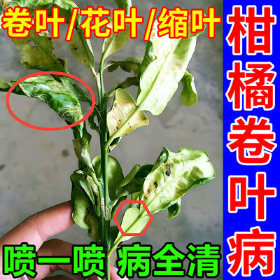 桔子树卷叶病柑橘杀菌剂防落果保花保果药黄龙症果树溃疡病专用药