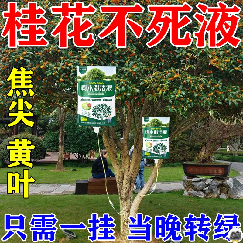 桂花枯叶病黄叶焦叶干尖桂花树专用肥料营养液吊针复活液植物通用