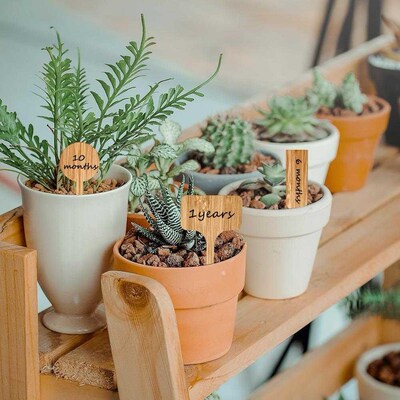 50pcs Decoration Reusable Safe Bamboo Plant Label 适用于 Pot