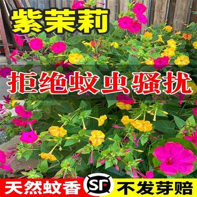 花种籽子四季紫茉莉夜来香地雷花种籽室外庭院茉莉花种孑盆栽播种