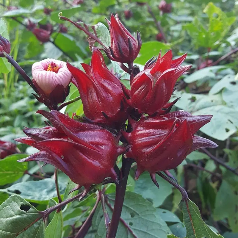 洛神花种洛神花茶花苗树苗花干观赏食用能泡茶喝花卉种子很好种的