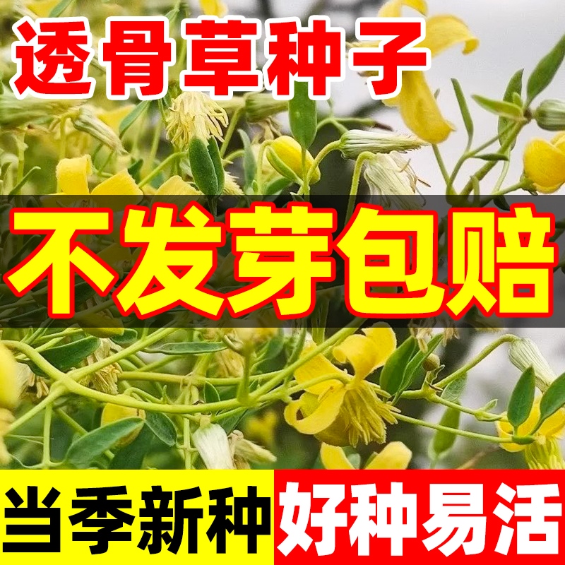 透骨草种子珍珠透骨庭院草籽散装野生中药材中草药春季药材种子籽