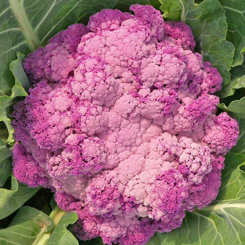紫色花椰菜紫晶一号紫花号种子彩色花菜菜花特色菜种籽孑可以盆栽
