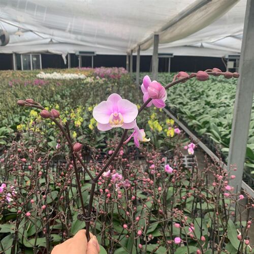 蝴蝶梅花销量排行榜 蝴蝶梅花品牌热度排名 小麦优选