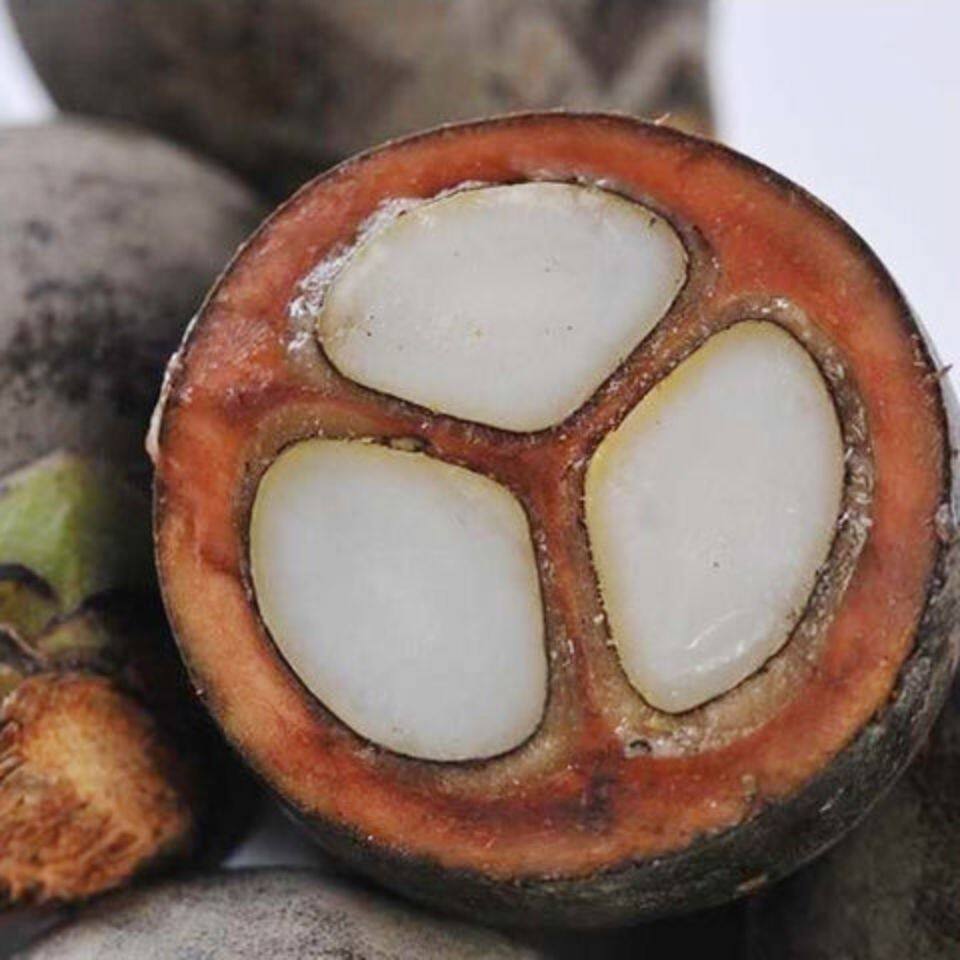 新鲜特大果刺虎追风果泡酒精品伸筋草正宗越南新鲜果10个装有赠品