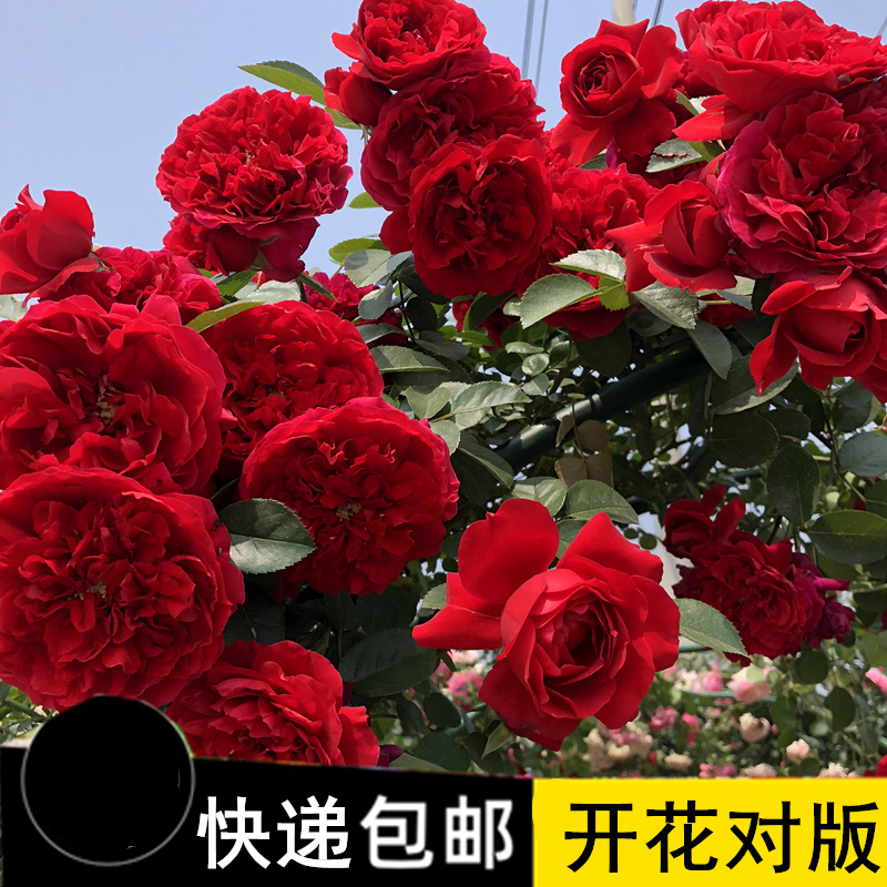 1.5米左右藤本月季花苗爬藤蔷薇花苗大花浓香四季开花阳台庭院 鲜花速递/花卉仿真/绿植园艺 月季/蔷薇/玫瑰 原图主图