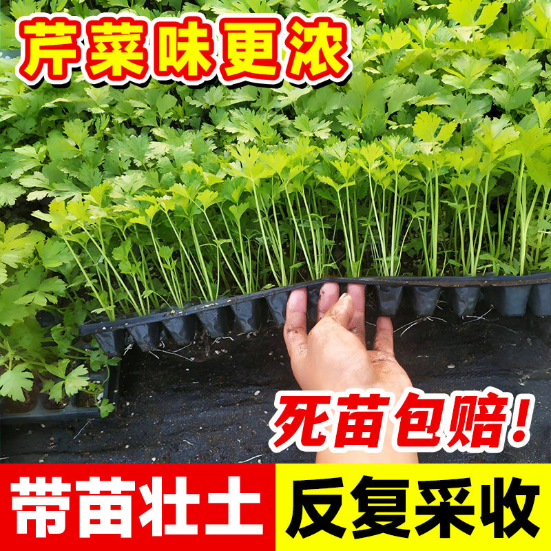 四季芹菜苗秧苗小香芹大芹菜苗老品种芹菜根苗新鲜带土秋季蔬菜苗