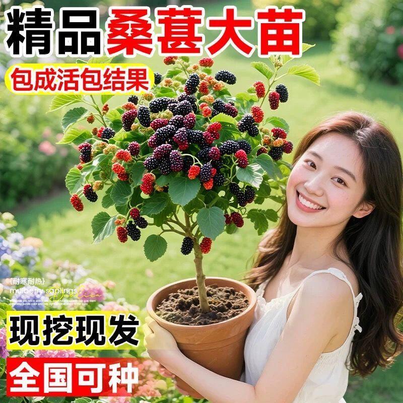 桑葚树苗盆栽白长果桑椹叶蓝莓树南北方四季树莓苗水果树果苗大全