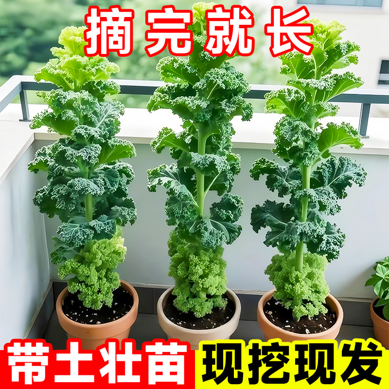 羽衣甘蓝苗秧苗羽衣甘蓝盆栽