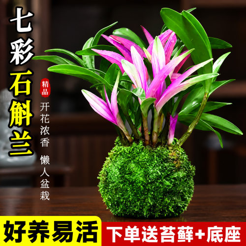 新品七彩香水石斛兰花苗绿植水培浓香室内桌面办公室盆栽净化空气