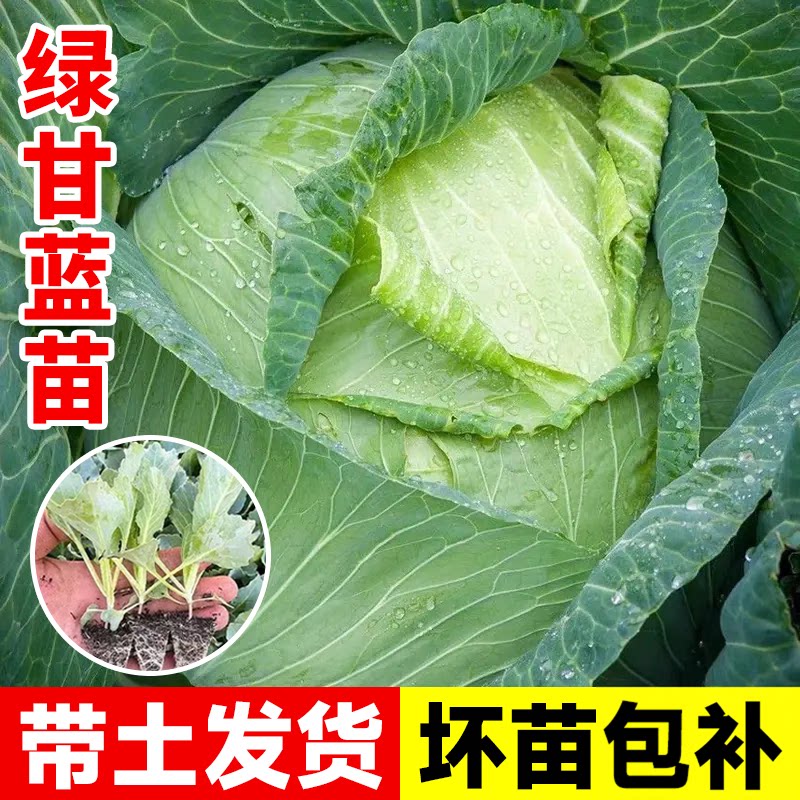 绿甘蓝苗包菜苗紫甘蓝羽衣甘蓝苗