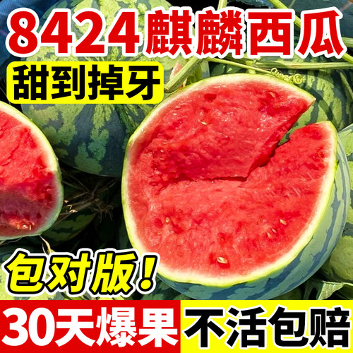 8424冰糖麒麟西瓜苗早佳懒汉无籽美都甜王西瓜秧苗盆栽地栽阳台苗