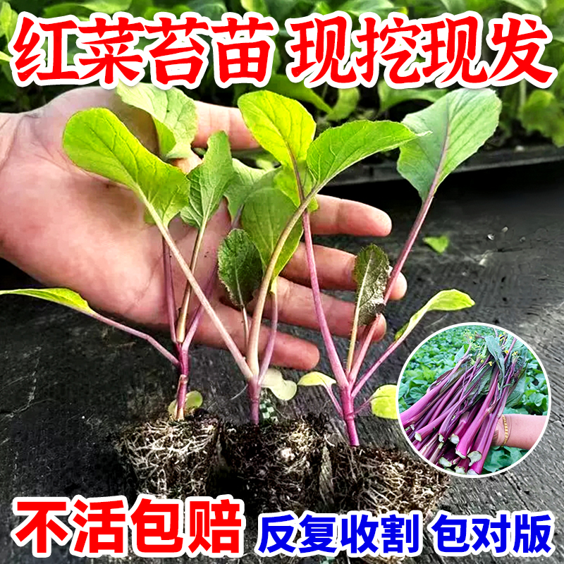 红菜苔秧苗带土蔬菜苗