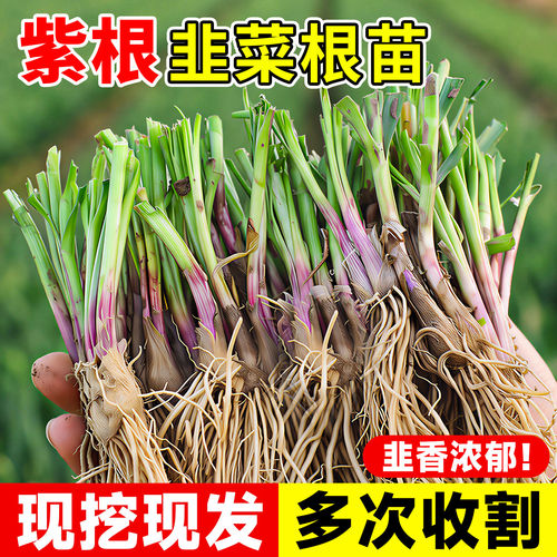 韭菜根苗四季带土现挖红紫根批发农家大叶老品种阳台盆栽蔬菜种籽