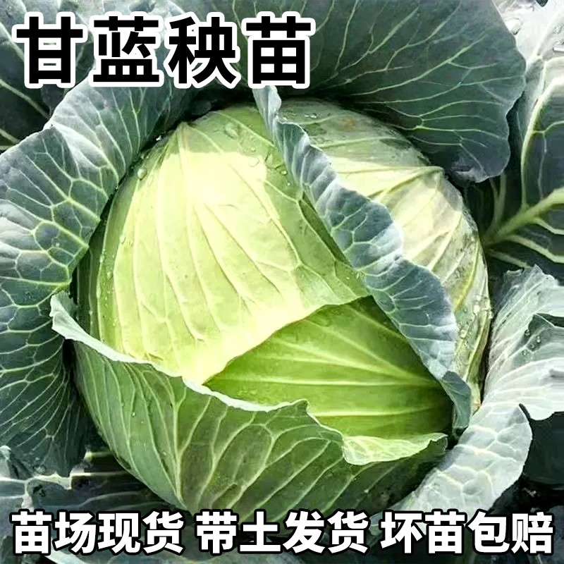 绿甘蓝苗包菜苗紫甘蓝羽衣甘蓝苗