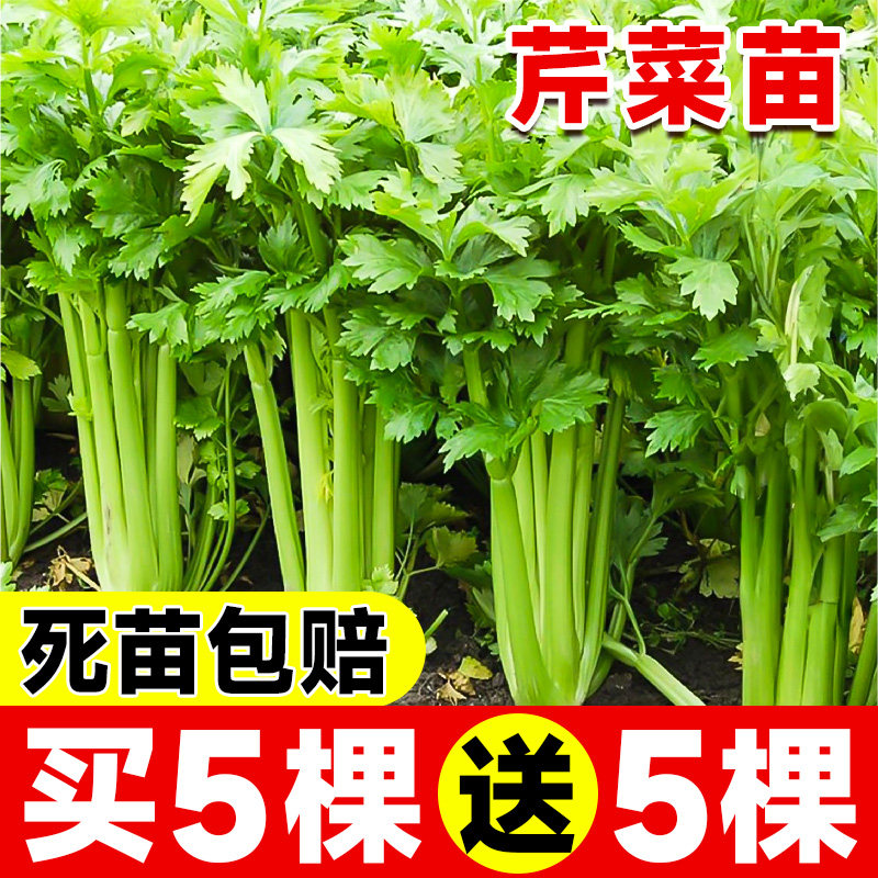 四季芹菜苗秧苗小香芹大芹菜苗