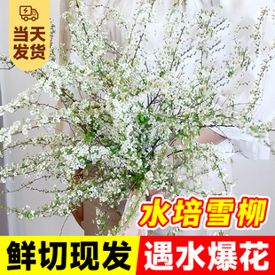 雪柳鲜枝干枝水养带花苞遇水开花超长花期高级水培插花植物鲜切枝