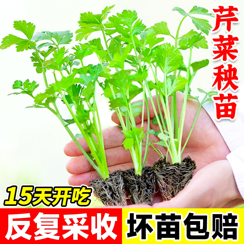 四季芹菜苗秧苗小香芹大芹菜苗