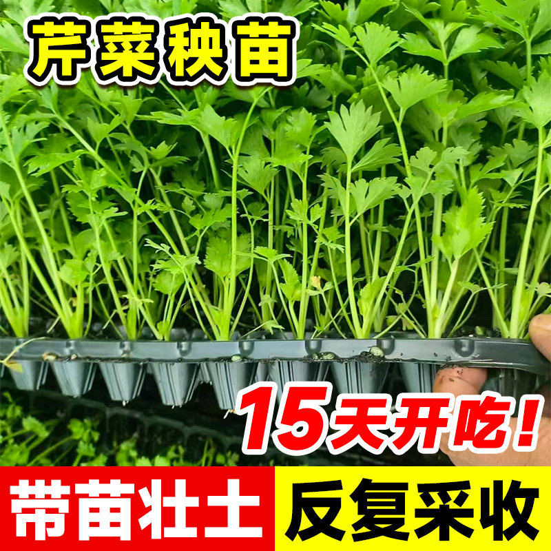 四季芹菜苗秧苗小香芹大芹菜苗