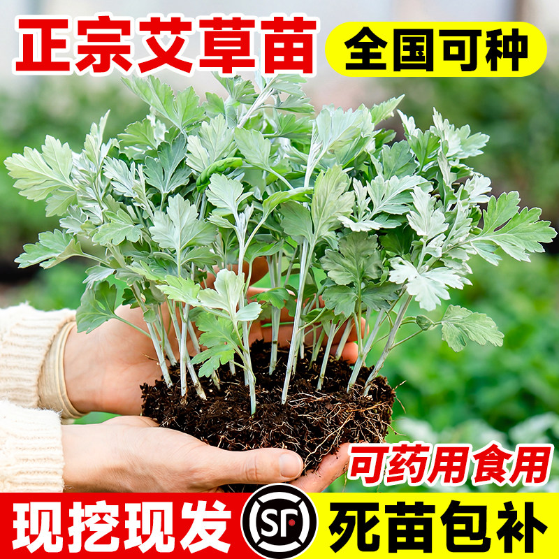药用食用大叶艾草根种植艾草种子苗驱蚊艾蒿新鲜四季带根艾草苗