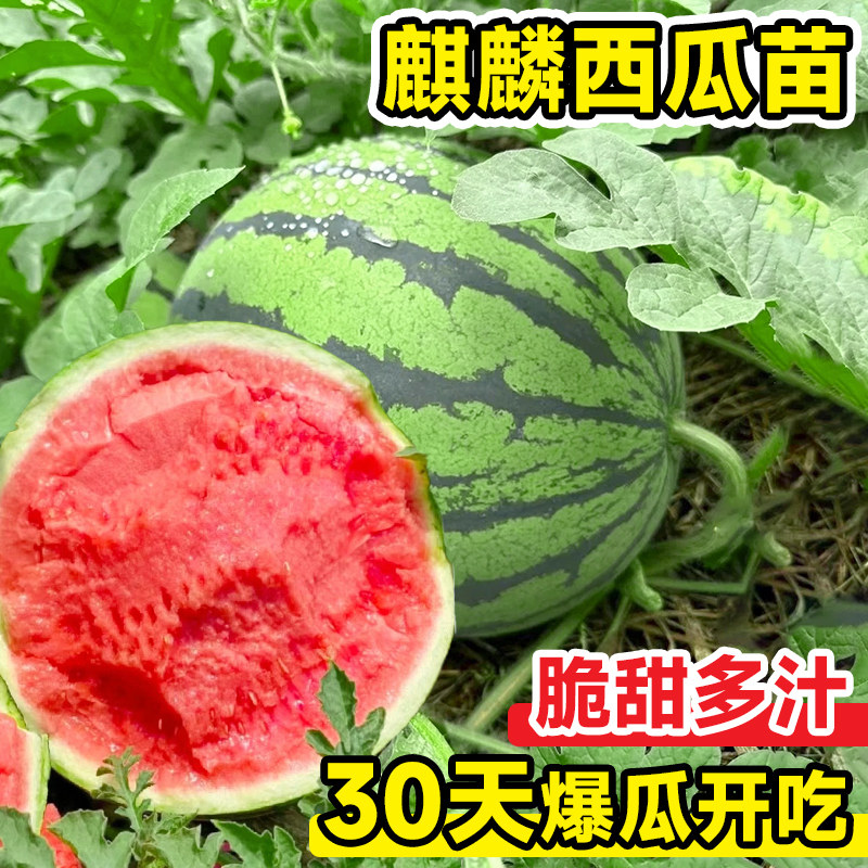 8424冰糖麒麟西瓜苗早佳懒汉无籽美都嫁接西瓜秧苗盆栽地栽阳台苗