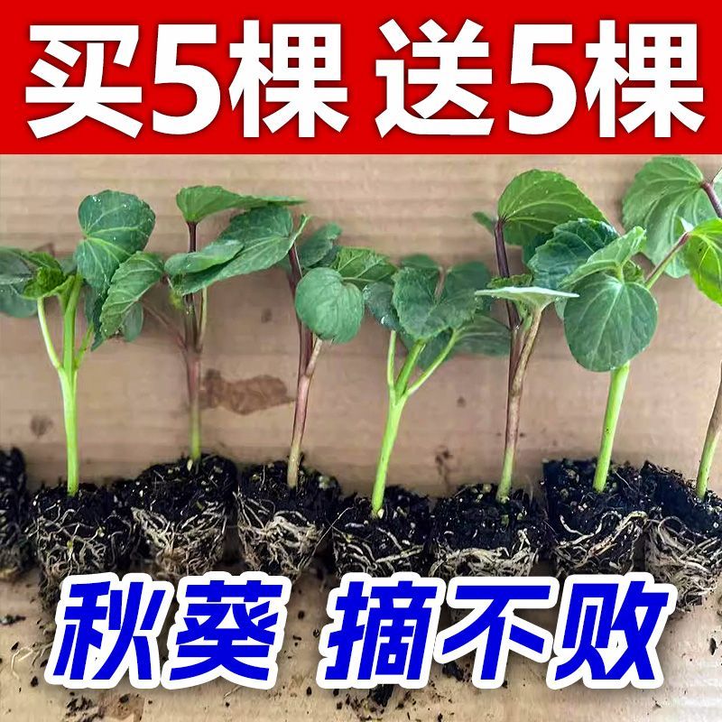 秋葵苗秧水果秋葵白秋葵羊角奶油老品种四季农家阳台种植带土大苗