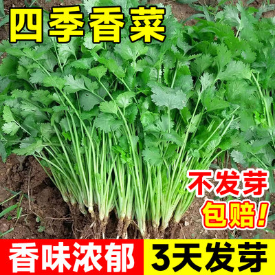 四季香菜籽种苗秋冬盆栽大