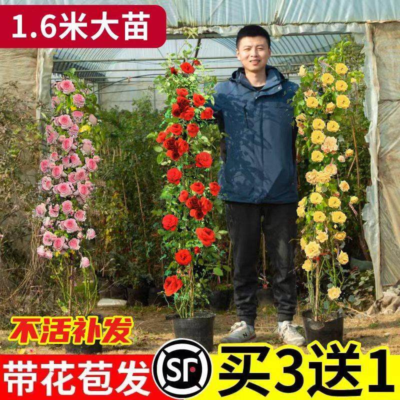 蔷薇花苗爬藤月季庭院阳台藤蔓植物龙沙宝石大花玫瑰爬墙藤本月季