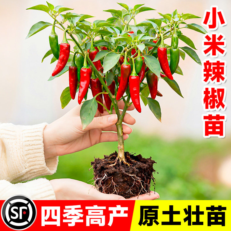 小米辣椒苗秧苗朝天椒樟树港四季图片