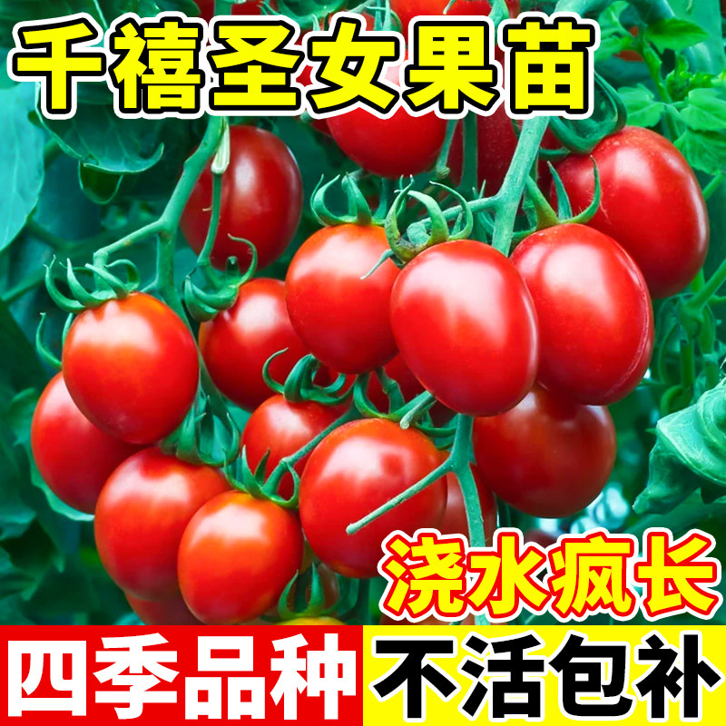 超甜圣女果苗子千禧樱桃番茄苗苗子西红柿苗苗子阳台春夏蔬菜苗