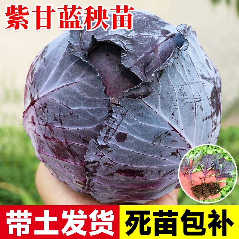 绿甘蓝苗包菜苗紫甘蓝羽衣甘蓝苗