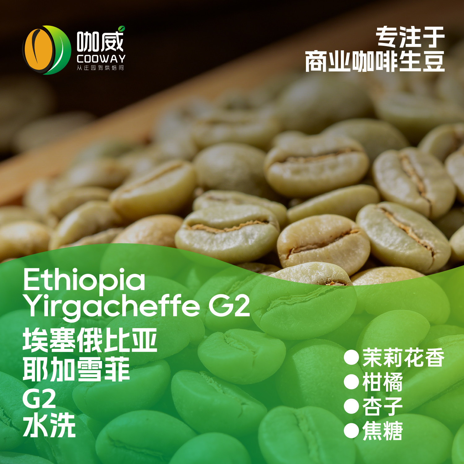 2026新产季 埃塞耶加雪菲G咖啡豆
