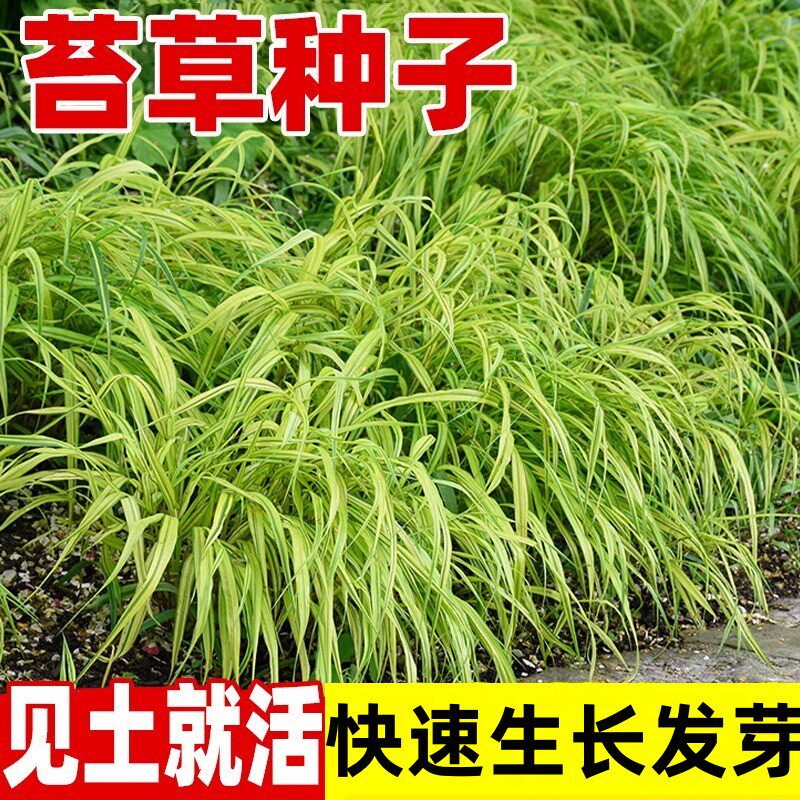 苔草种子青绿苔草种子莎草科多年生长寿草坪叶量大崂峪苔草种籽