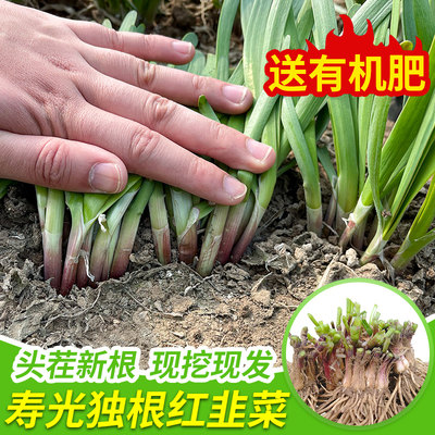 韭菜根苗紫根现挖新红根韭菜根种籽苗盆栽阳台四季小叶蔬菜种子孑