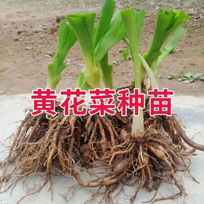 黄花菜苗食用黄花菜根金针菜种苗忘忧草根苗四季蔬菜黄花菜种植苗