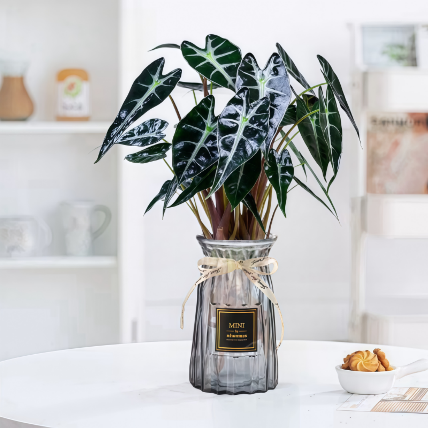 小仙女海芋水培植物室内桌面绿植