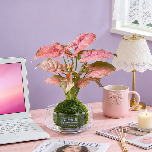 迷你苔藓球植物水培绿植室内好养