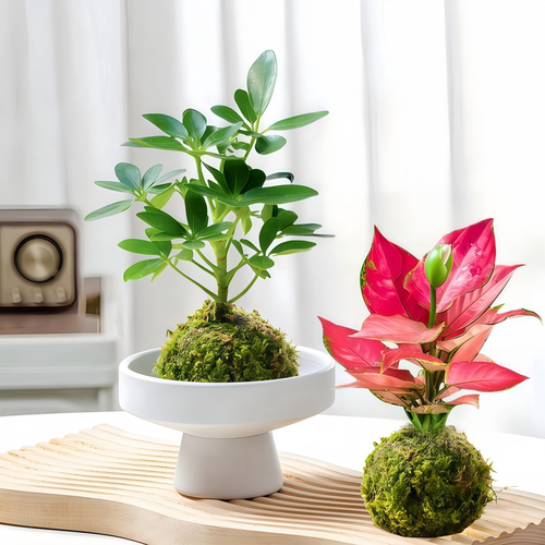 苔藓球室内净化空气懒人好养植物