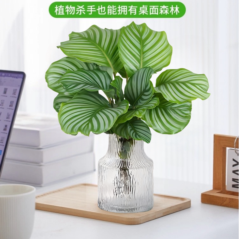 青苹果竹芋水培植物室内客厅水养盆栽办公室桌面四季好养观叶绿植